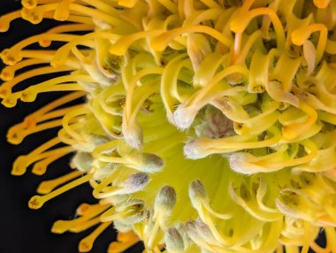 Siyah arkaplanda iğneli protea çiçeği 