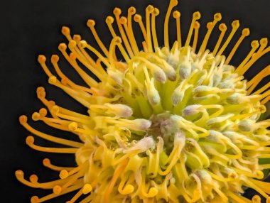 Siyah arkaplanda iğneli protea çiçeği 