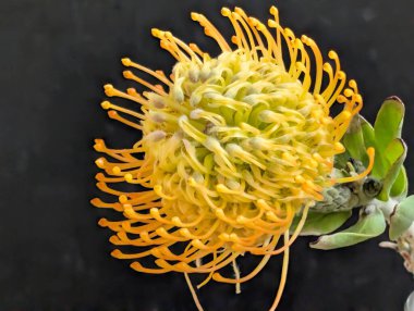 Siyah arkaplanda iğneli protea çiçeği 