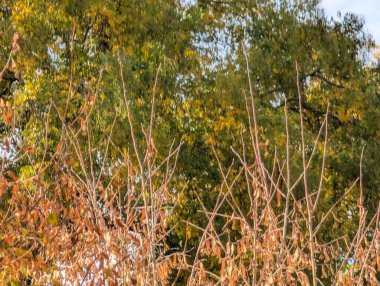 Sonbahar yapraklarıyla kaplı ağaçlar doğa manzarası 