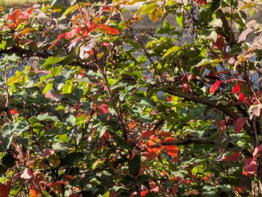 Canlı yapraklar yemyeşil bitkilerin renklerini değiştiriyor