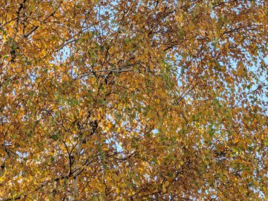 Sonbahar yapraklarıyla kaplı ağaçlar doğa manzarası 
