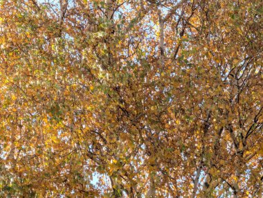 Sonbahar yapraklarıyla kaplı ağaçlar doğa manzarası 