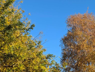 Sonbaharda parktaki ağaçlarda renkli yapraklar 