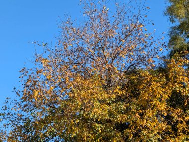 Sonbaharda parktaki ağaçlarda renkli yapraklar 