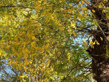 Sonbaharda parktaki ağaçlarda renkli yapraklar 
