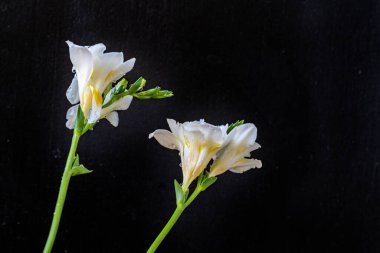 Siyah arka planda açan iki beyaz çiçek.
