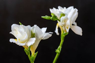Koyu arkaplanda açan iki beyaz çiçek.