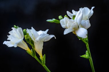 Hassas beyaz çiçekler koyu arkaplanda çiçek açıyor.