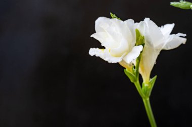 Koyu arkaplanda açan beyaz çiçekler