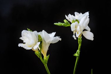 Koyu arkaplanda açan iki beyaz çiçek.