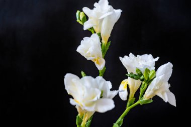 Koyu arka planda açan beyaz çiçekler güzelliği gözler önüne seriyor