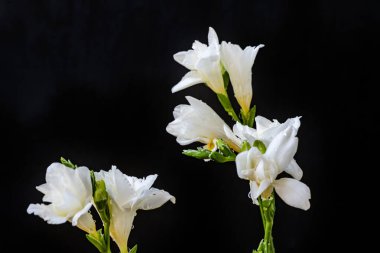 Siyah arka planda açan üç beyaz çiçek.