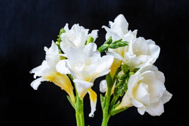 Siyah arka planda bir buket beyaz çiçek