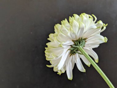 Koyu arkaplanda beyaz çiçek, yaprakları gösteriyor.