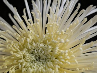 Uzun yapraklı, narin beyaz çiçeğe yakın.