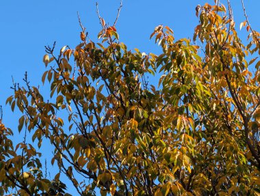 Ağaçlardaki sonbahar yapraklarının doğa manzarası 