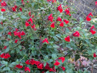 Canlı kırmızı çiçekler yemyeşil yaprakların arasında çiçek açıyor.