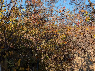 Ağaçlardaki sonbahar yapraklarının doğa manzarası 