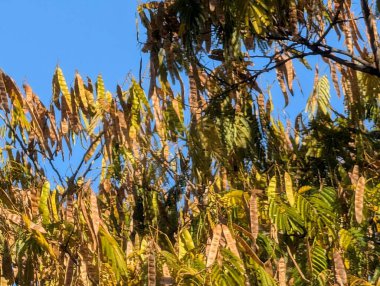 Ağaçlardaki sonbahar yapraklarının doğa manzarası 