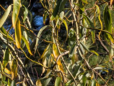 Doğal güneş ışığında dallardan sarkan yeşil yapraklar.