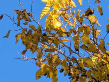 Ağaçlardaki sonbahar yapraklarının doğa manzarası 