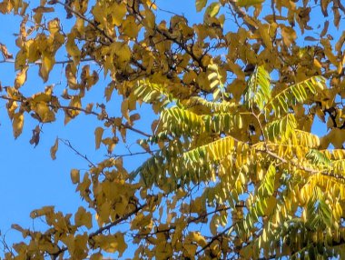 Ağaçlardaki sonbahar yapraklarının doğa manzarası 