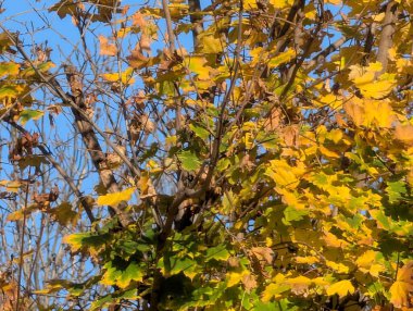 Ağaçlardaki sonbahar yapraklarının doğa manzarası 