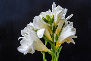 Yakın planda koyu arkaplanda açan beyaz çiçekler