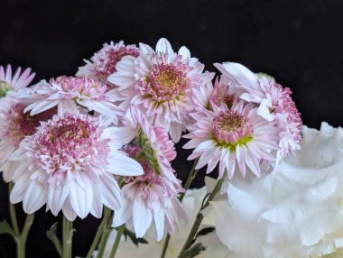 Pembe çiçekler arka planda güzelce dizilmiş.