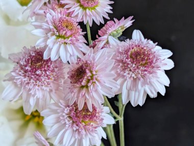 Yakın planda koyu arkaplanda açan pembe çiçekler