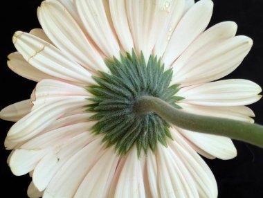 Yeşil saplı ve yapraklı solgun çiçeğe yakın