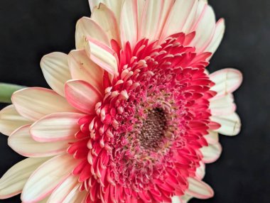 Pembe ve beyaz Gerbera papatya çiçeklerinin yakın çekimi.