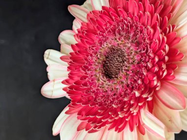 Canlı pembe ve beyaz çiçek yapraklarının yakınlaşması.