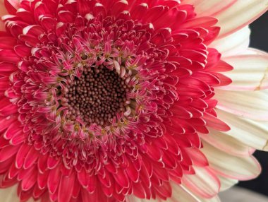 Canlı pembe ve beyaz Gerbera papatya çiçeğinin yakın çekimi