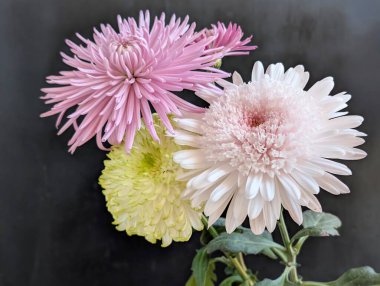 Koyu arkaplana dizilmiş üç renkli çiçek