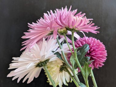 Pembe ve beyaz çiçekler koyu arkaplanda dizilmiş.