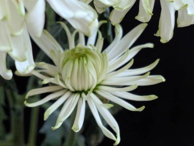 Koyu arkaplanda açan beyaz çiçek yaprakları