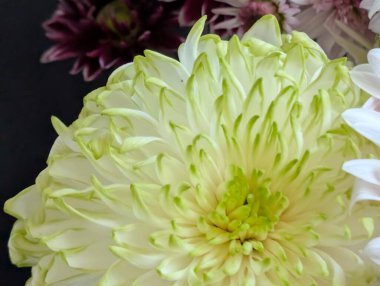 Beyaz ve yeşil çiçek yaprakları güzel bir şekilde çiçek açıyor.