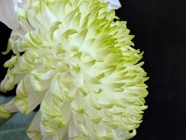 Yeşil uçlu ve taç yapraklı beyaz çiçeğe yaklaş