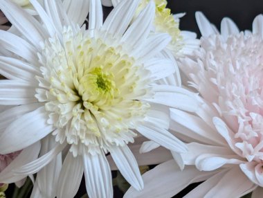 Beyaz ve pembe çiçeklerin birbirine güzel bir şekilde çiçek açması.