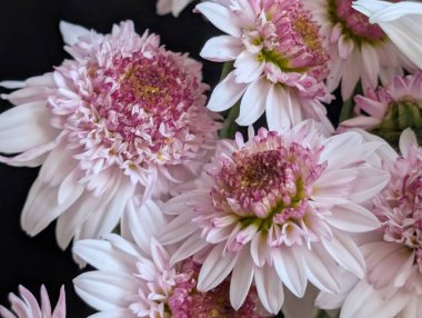 Pembe çiçekler koyu arkaplanda birlikte çiçek açıyor.