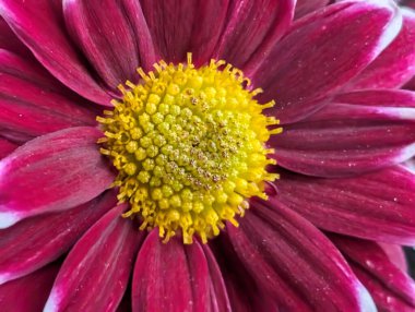 Closeup of vibrant pink flower petals and yellow center