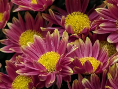 Bahçede sarı merkezler açan canlı pembe çiçekler.