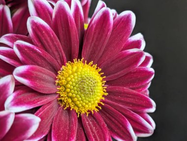 Closeup of vibrant pink flower petals and yellow center