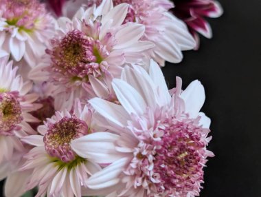 Koyu arkaplanda güzel açan pembe çiçekler.