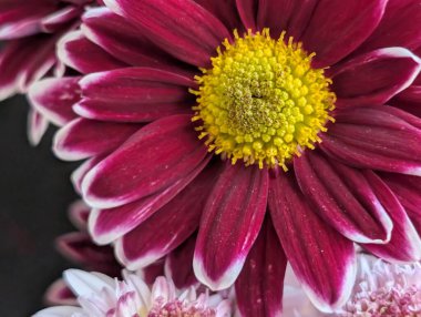 Sarı yapraklı canlı mor çiçeklerin yakın çekimi.