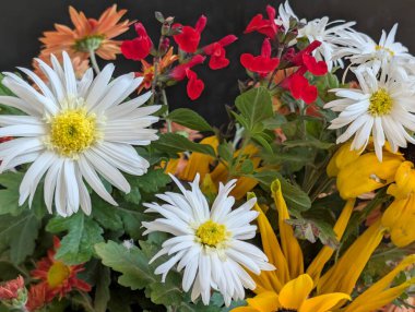 Beyaz papatyalar ve kırmızı çiçekler de dahil renkli çiçekler.