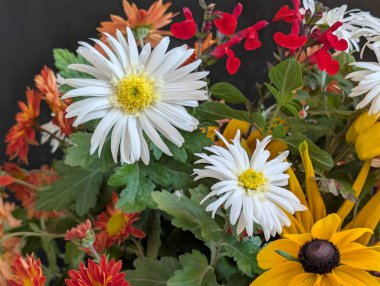 Renkli çiçekler canlı bahçe düzeninde çiçek açıyor.