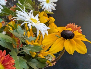 Sarı papatyalar ve kasımpatılar da dahil renkli çiçeklerin düzenlenmesi